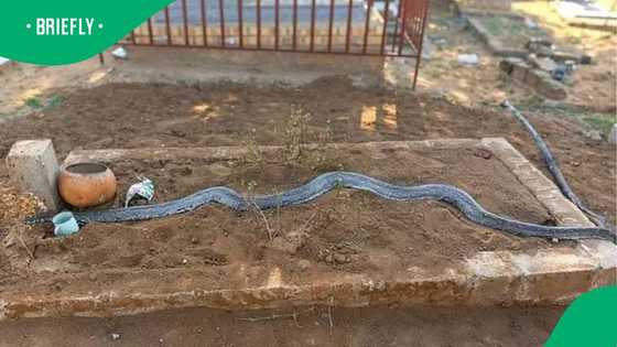 "Placed deliberately": Limpopo family demands investigation after finding python on a family grave