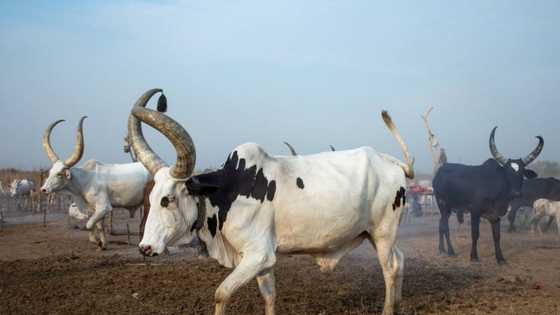 R3million for a bull: Farmers across South Africa fall in love with Ankole Breed