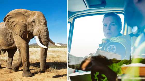 Elephant dies after collision with 2 bakkies in Limpopo, 5 people injured: “No man, poor elephant!”