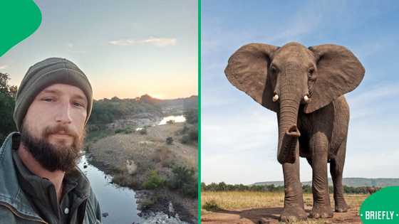“It’s not funny”: Man claps at wild elephant in game park, South Africans furious over risky stunt
