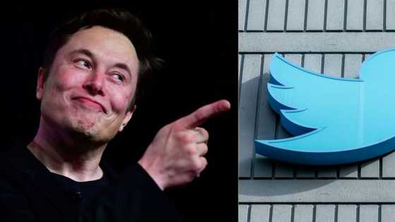 Cryptocurrency surges as Musk changes Twitter logo to 'meme dog'