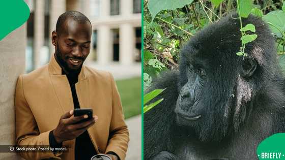"Where is the father?": Internet swoons over rare gorilla twins' birth in war-torn DRC