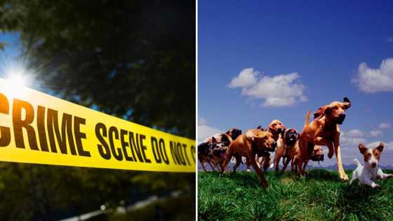 Woman viciously mauled to death by dogs headed to work in Eastern Cape, SA in disbelief