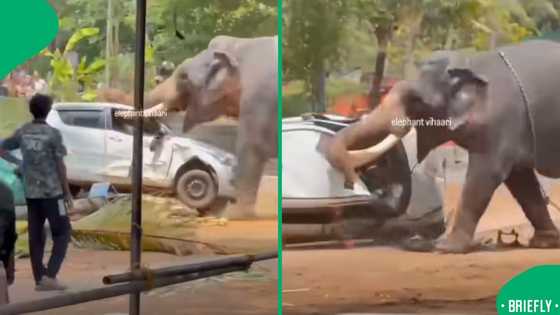Elephant rampage at festival left one dead and sparked global concern over safety