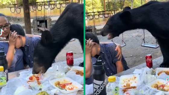 Brave mother protects son from hungry bear eating their camp food, TikTok video goes viral