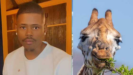 Man's hilarious safari moment with a giraffe leaves viewers in stitches in a TikTok video