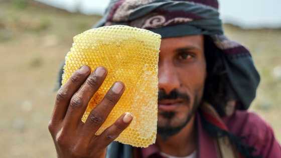 Yemen's ancient honey production a victim of war, climate change