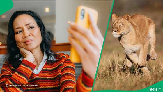 Man swears at lioness running after him, South Africa wonders: "She wouldn’t be chasing for nothing"