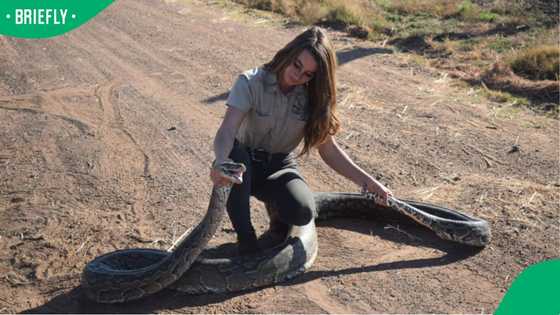 “That’s a Monster”: Mzansi reacts as Warmbad woman catches nearly 5m Lazysnake in Facebook clip