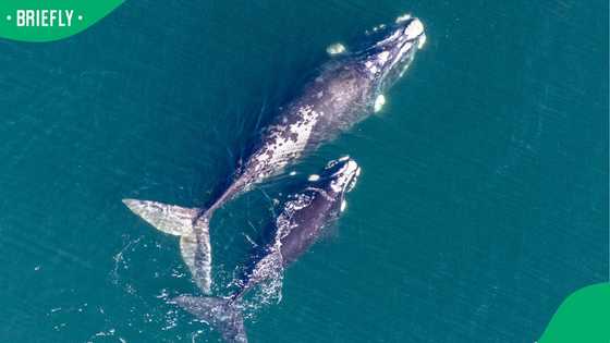 Middle East War is putting South Africa's whales in deadly danger, new study warns