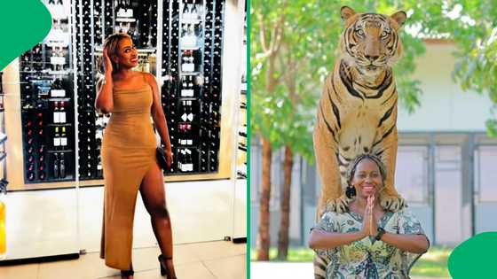 "That's the whole point": SA woman leaves internet spooked after photoshoot with tiger in Bangkok