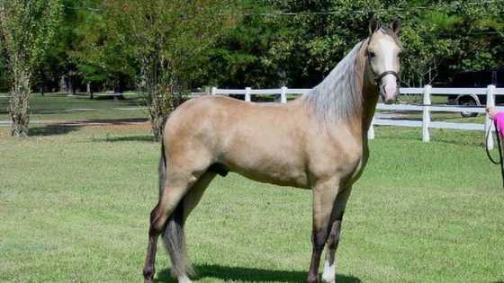 Top 14 rare horse breeds in the world with images: Best horse colours