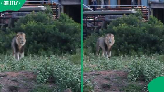 "Eat them Leo": SA cheers as agitated lion charges at lodge guests at Limpopo game reserve