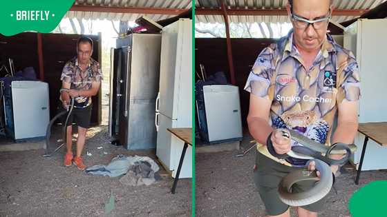 “That's my mamba now”: Limpopo snake catcher calmly handles black mamba