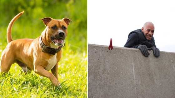 Video of a gang of robbers trying to break into a home and getting chased by a dog leaves people clapping