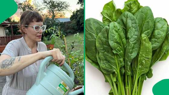 "Saving money at the supermarket": Western Cape woman shares vegetables to plant and save in May