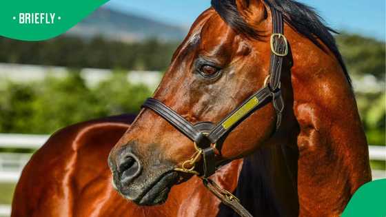 Trippi Dies at 29: The Legendary Stallion Who Changed SA Horse Racing