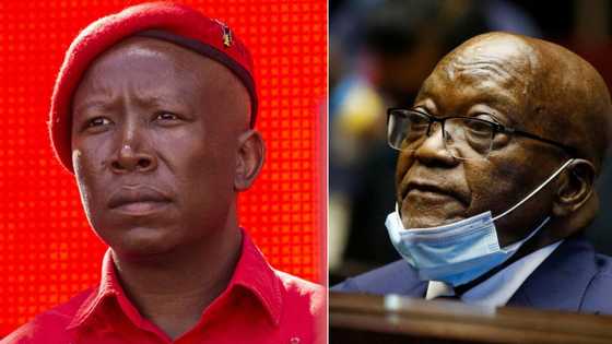 EFF leader Julius Malema says seeing Zuma going to jail was painful