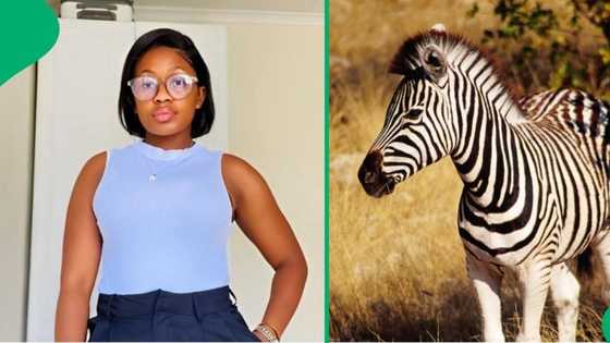 "Weekend away gone wrong": Woman shows injury after zebra kicks her