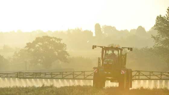 EU pushes 10-year renewal for controversial herbicide