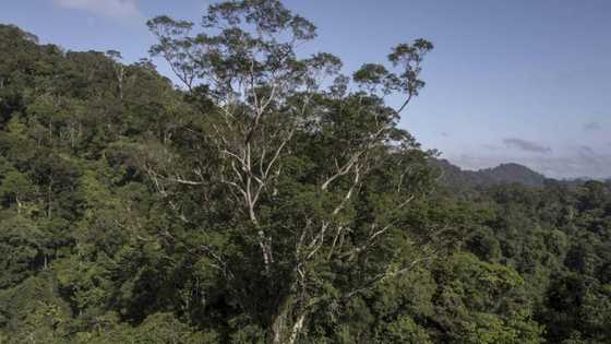 Scientists reach tallest tree ever found in Amazon