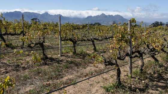 Wine growers 'on tip of Africa' race to adapt to climate change