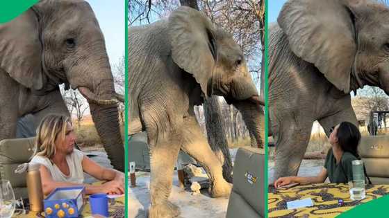 Viral video of elephant strolling through Mhondoro Safari campsite stuns and impressed netizens