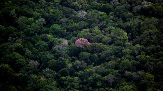 Last member of Brazilian indigenous community found dead