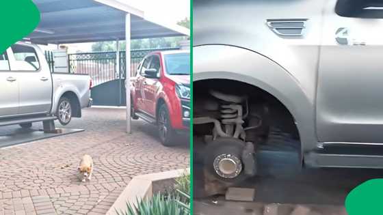 "We only see this in movies": Afrikaner woman wakes up to car tyres stolen and replaced with bricks