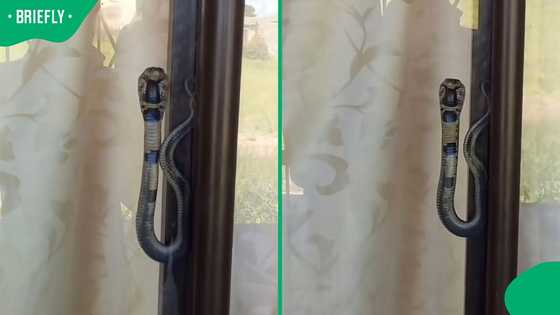 "Is it not AI?": Cobra blocks KZN man’s door leaving Mzansi divided over viral clip