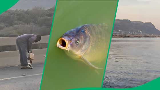 "What a catch": Man walks with massive fish in the road, size stuns Mzansi