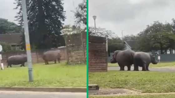 TikTok video captures huge hippos casually roaming Richardsbay streets: Mzansi has mixed feelings