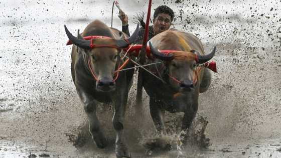 Mud, sweat and cheers: Traditional Thai water buffalo race enthralls crowds