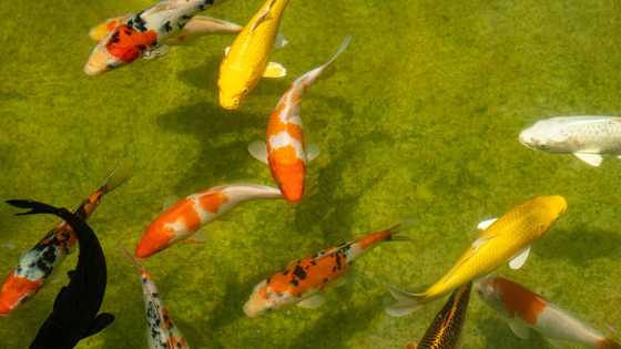 What is the most expensive koi fish in the world? Top 10 list (with images)