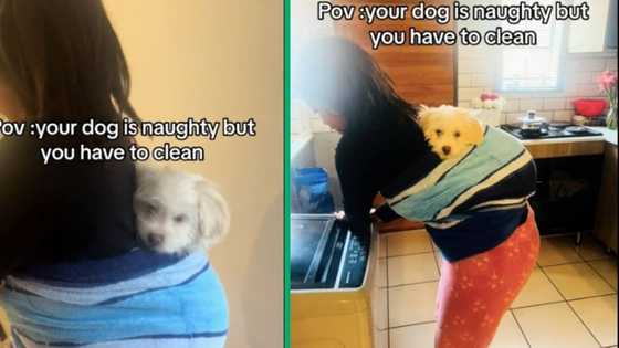 Yorkie owner carries her naughty dog on her back while cleaning the house