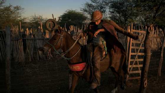 In Lula's home state, Brazilian rodeo riders lean left