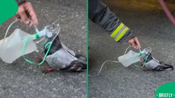 Firefighters revive smoke-injured pigeon with oxygen mask after vehicle fire