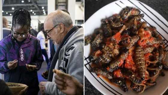 Local engineer turned entrepreneur comes up with creative way for the world to try and enjoy mopane worms