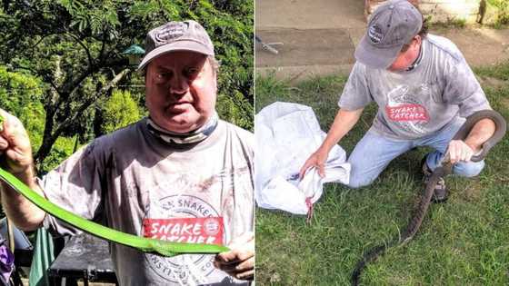 Snake catcher rescues 2 green mambas that feasted on a bird breeder’s 3 finches, also scores a black mamba