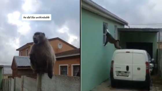 TikTok video of wild baboon roaming Mzansi neighbourhood gets 1.3M views, SA loves cameraman's dedication