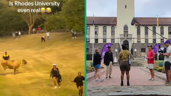 TikTok video captures hilarious moment Rhodes University students get chased by a cow