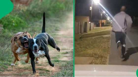 Hilarious moment as man and woman flee from dogs on the street, shares video