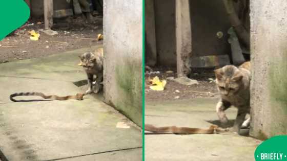 "Losing battle": Snake gets humbled by house cat in intense battle that has viewers on edge