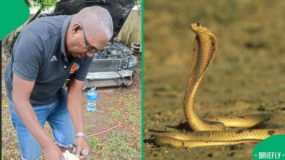 "It was on his neck": Family distressed by discovery of cobra in kids' bedroom