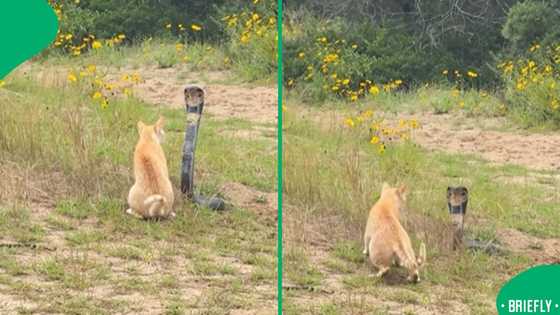 Ginger cat fearlessly faces cobra in viral standoff that shocks viewers