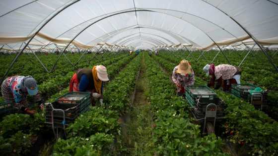 Strawberry boycott leaves Spain's farmers in a jam