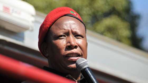 Supreme Court of Appeal dismisses Malema’s defamation lawsuit against former MP