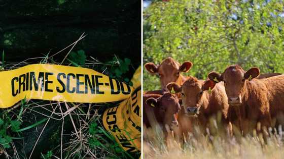 Farmer allegedly robbed by AK47 wielding criminals, more than 400 livestock recovered in Johannesburg