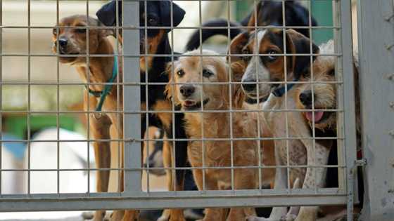 Dog's life in Cyprus as man's best friend dumped