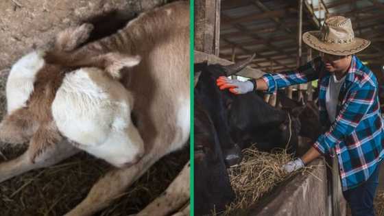 2 headed calf in TikTok video gets over 30M views, rare sighting amazes peeps